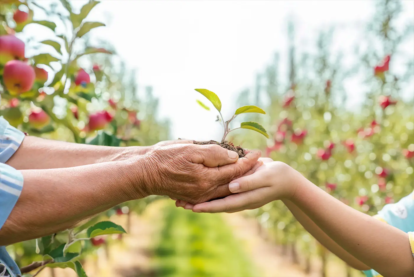 Adopt a Tree at PahadSe Organics