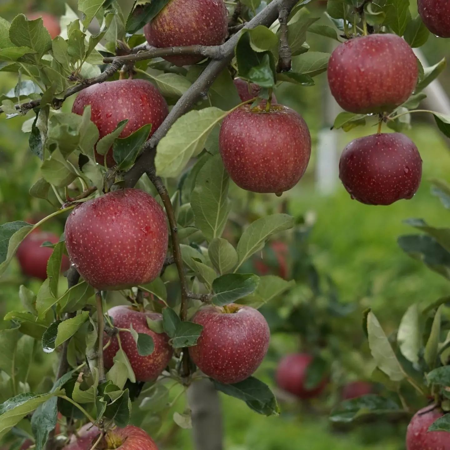 The Goodness of Organic Apples, Now in Every Product