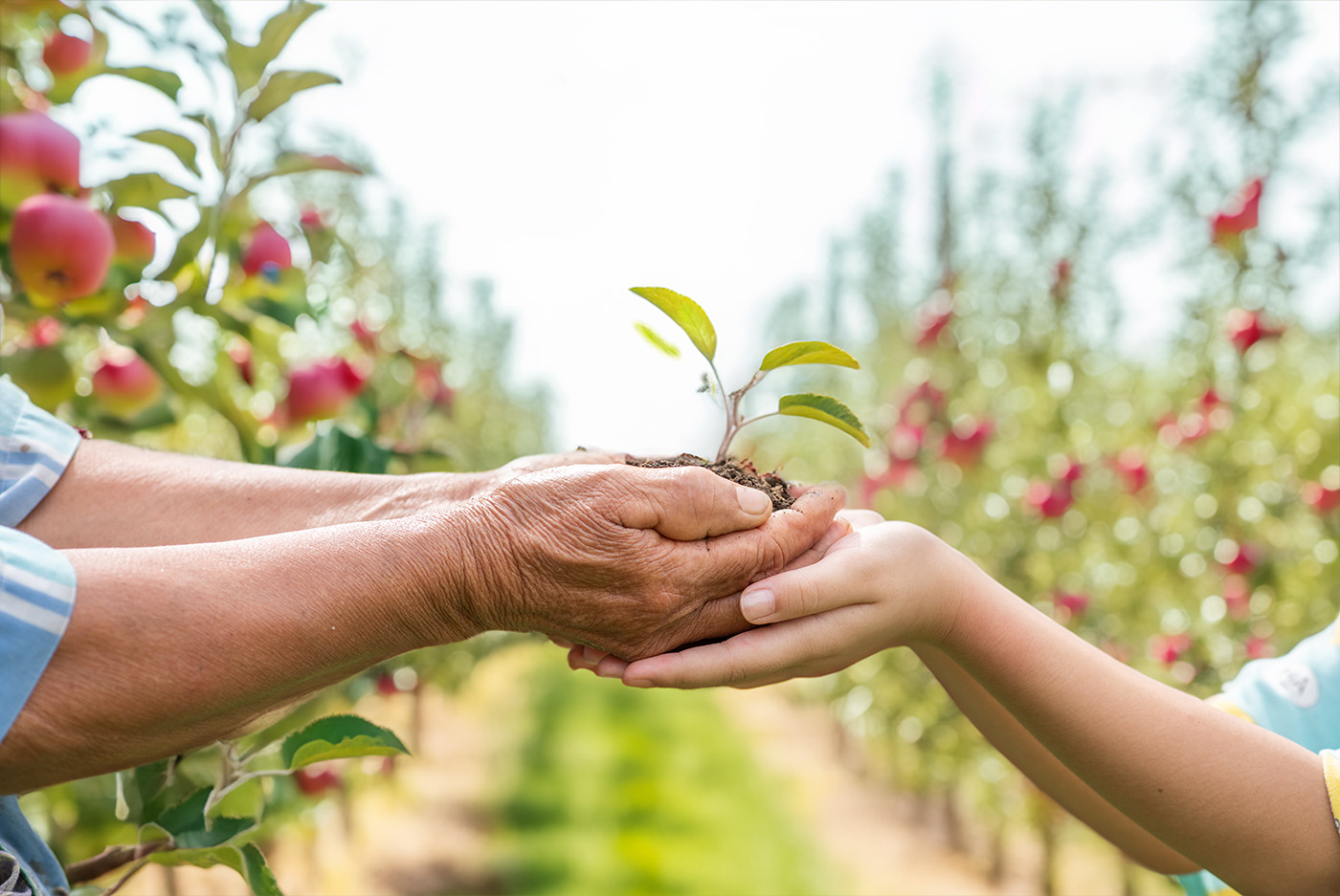 Adopt a Tree at PahadSe Organics